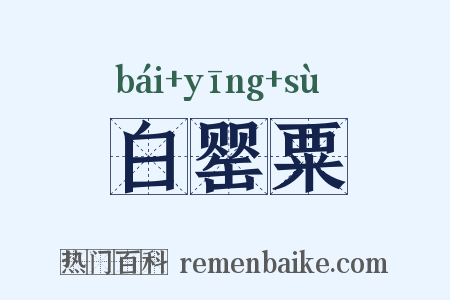 白罂粟是什么意思的图片